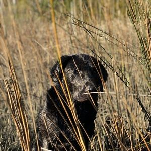 Meet your Posher, Fisher